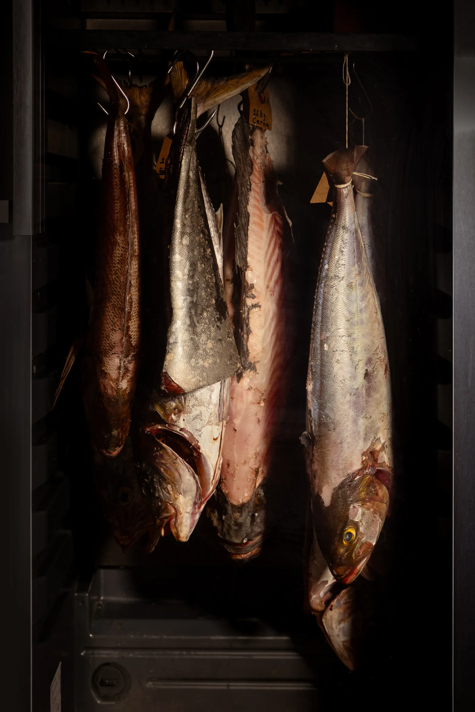 Cured fish hanging in a dark ageing room