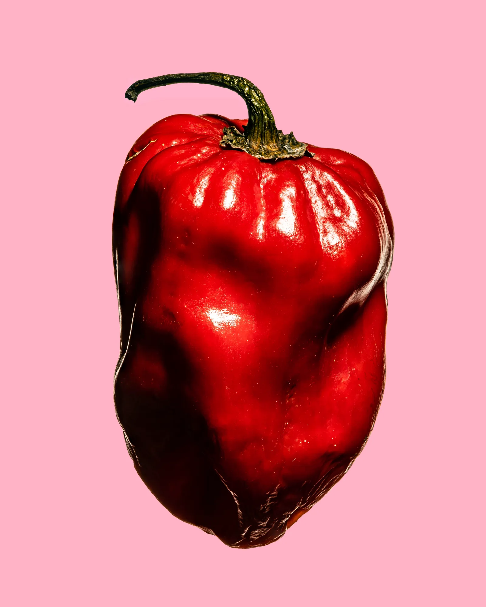 Red pepper on a pink background
