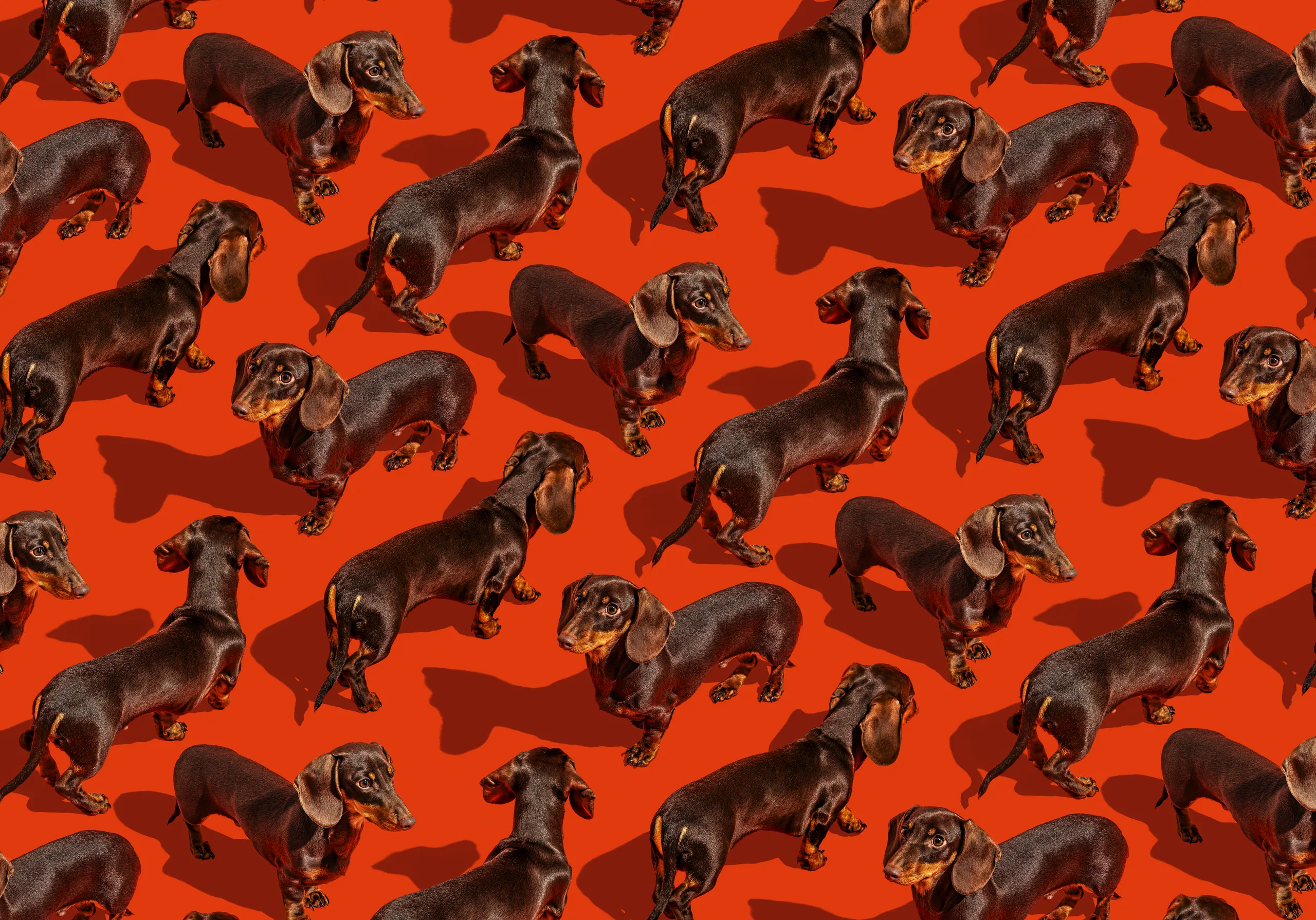Repeating pattern of dachshunds on an orange-red background