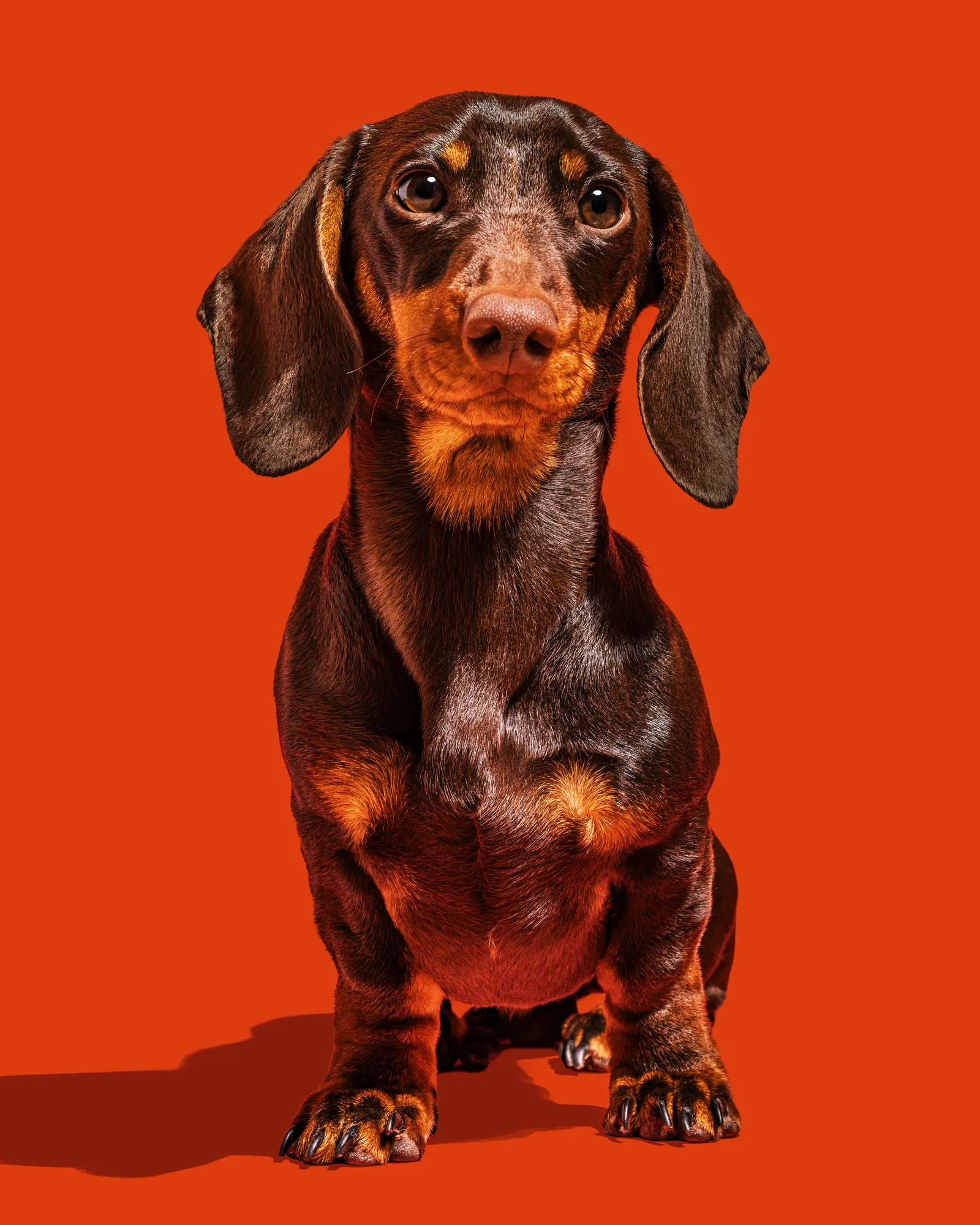Portrait of a dachshund sitting against an orange-red background
